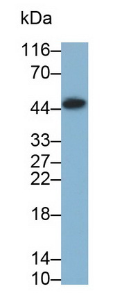 Monoclonal Antibody to Leukocyte Associated Immunoglobulin Like Receptor 1 (LAIR1)