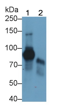 MAB010Hu21.jpg