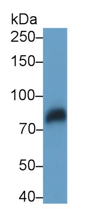 Monoclonal Antibody to Low Density Lipoprotein Receptor Related Protein 1 (LRP1)