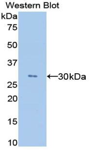 MAB019Ra21.jpg