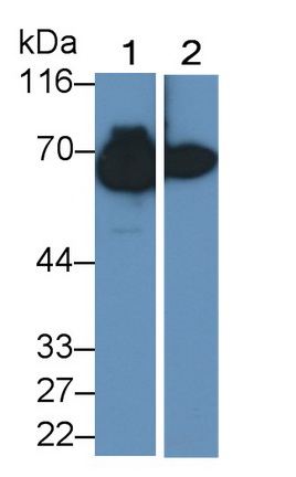 MAB028Hu21.jpg