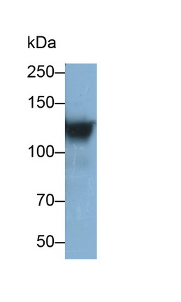 Monoclonal Antibody to Integrin Alpha 2B (ITGa2B)