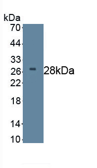 MAB033Hu22.jpg