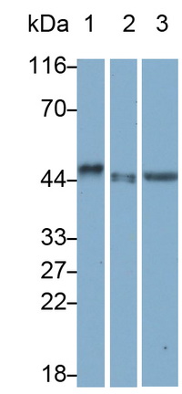 MAB039Hu27.jpg