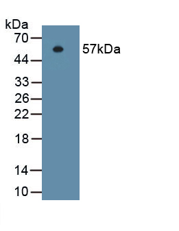 Monoclonal Antibody to Integrin Beta 1 (ITGb1)