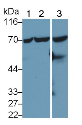 Monoclonal Antibody to Heat Shock 70kDa Protein 1 Like Protein (HSPA1L)