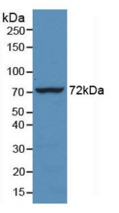 Monoclonal Antibody to Heat Shock 70kDa Protein 1 Like Protein (HSPA1L)