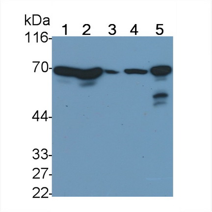 Monoclonal Antibody to Heat Shock 70kDa Protein 1 Like Protein (HSPA1L)