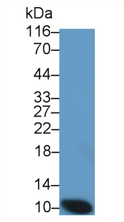 Monoclonal Antibody to S100 Calcium Binding Protein A12 (S100A12)