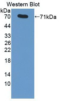 Monoclonal Antibody to Heat Shock 70kDa Protein 1A (HSPA1A)