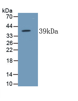 MAB091Hu22.jpg