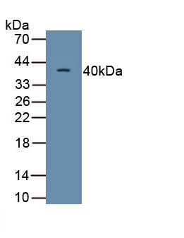 Monoclonal Antibody to Motility Related Protein (MRP1)