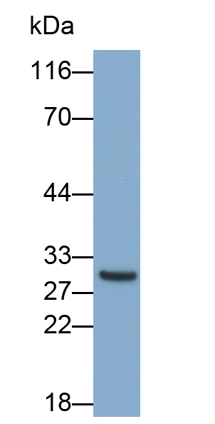 Monoclonal Antibody to Cluster Of Differentiation 8a (CD8a)