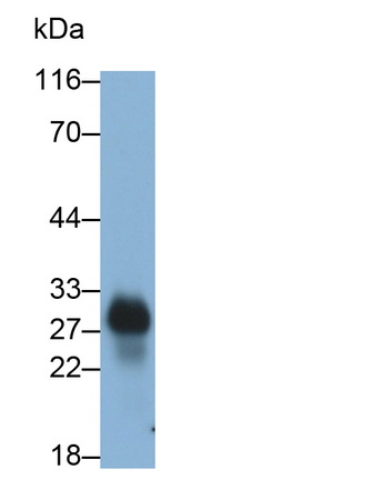 Monoclonal Antibody to Cluster Of Differentiation 8a (CD8a)