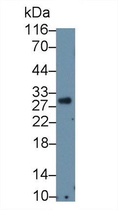 MAB099Hu26.jpg