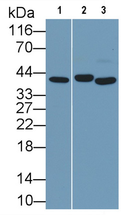 MAB120Hu21.jpg