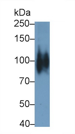 Monoclonal Antibody to Cadherin, Osteoblast (CDHOB)