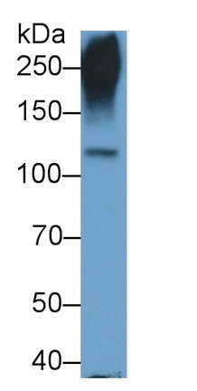 Monoclonal Antibody to Cadherin, Osteoblast (CDHOB)