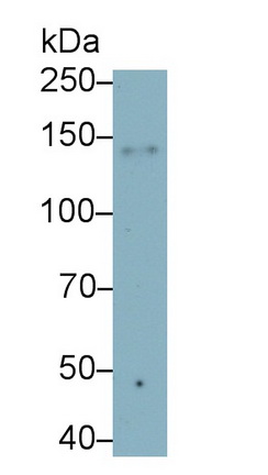 Monoclonal Antibody to Integrin Alpha X (CD11c)