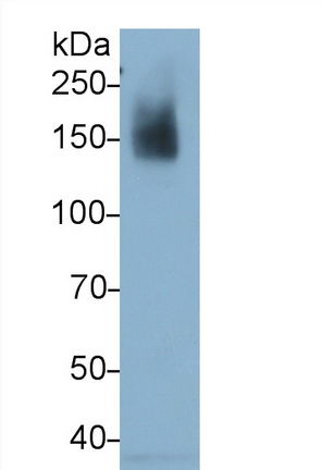 Monoclonal Antibody to Integrin Alpha X (CD11c)