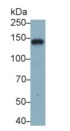 Monoclonal Antibody to Integrin Alpha X (CD11c)