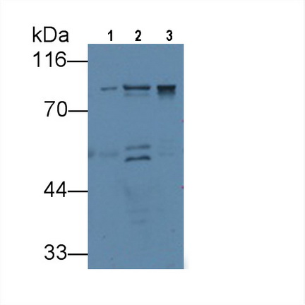 MAB166Hu21.jpg