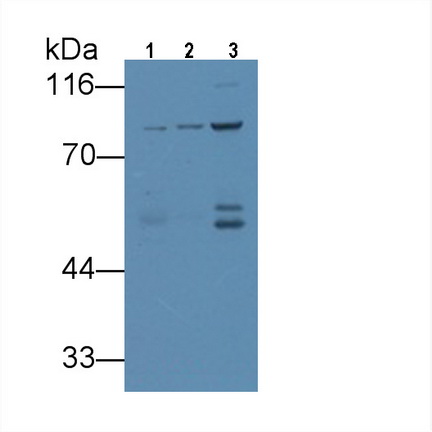 Monoclonal Antibody to VGF Nerve Growth Factor Inducible (VGF)