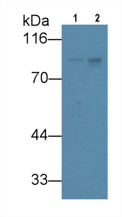 Monoclonal Antibody to VGF Nerve Growth Factor Inducible (VGF)