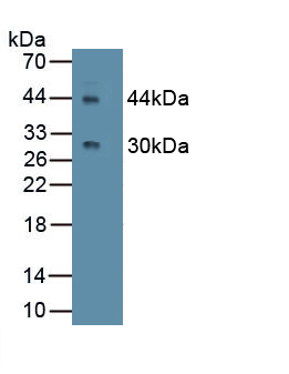 Monoclonal Antibody to Cluster Of Differentiation 4 (CD4)