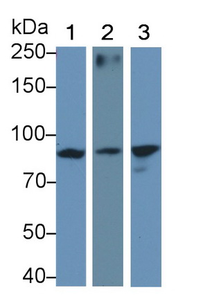 Monoclonal Antibody to Transferrin Receptor (TFR)