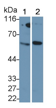 Monoclonal Antibody to Cluster Of Differentiation 1a (CD1a)