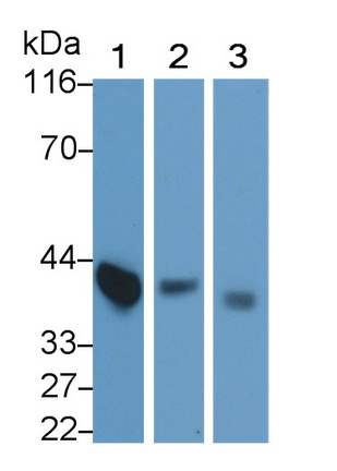 Monoclonal Antibody to Clusterin (CLU)