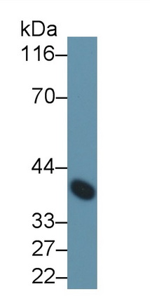 MAB180Po25.jpg