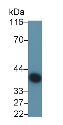 Monoclonal Antibody to Clusterin (CLU)