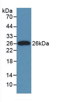 Monoclonal Antibody to Clusterin (CLU)