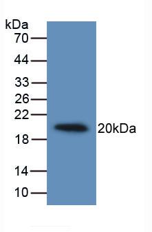 Monoclonal Antibody to Interleukin 19 (IL19)