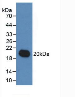 Monoclonal Antibody to Interleukin 19 (IL19)