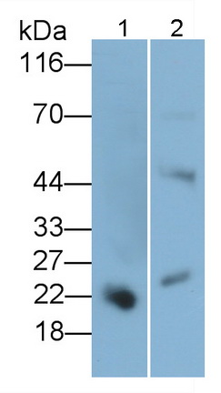 Monoclonal Antibody to Placental Lactogen (PL)