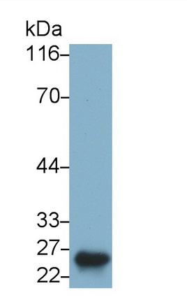 Monoclonal Antibody to Placental Lactogen (PL)