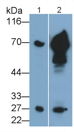 Monoclonal Antibody to Granzyme K (GZMK)