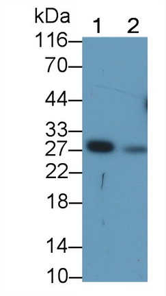 Monoclonal Antibody to Granzyme K (GZMK)