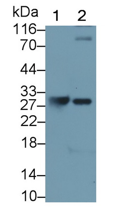 Monoclonal Antibody to Granzyme K (GZMK)