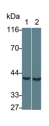 MAB214Ra21.jpg