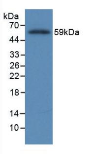 MAB215Hu22.jpg