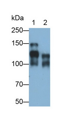 MAB225Hu24.jpg