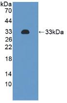 Monoclonal Antibody to Integrin Alpha 2 (ITGa2)