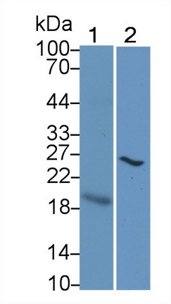 MAB230Hu22.jpg