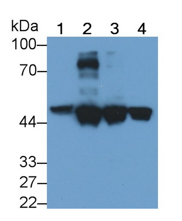 MAB231Hu24.jpg