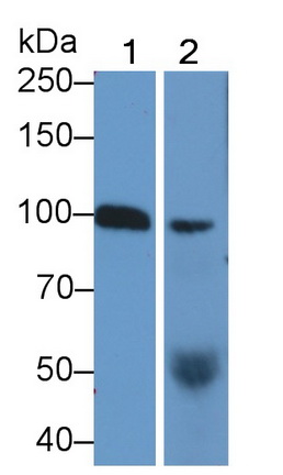 Monoclonal Antibody to Plasminogen (Plg)