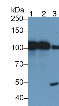 Monoclonal Antibody to Plasminogen (Plg)